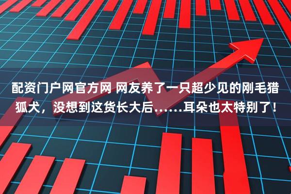 配资门户网官方网 网友养了一只超少见的刚毛猎狐犬，没想到这货长大后……耳朵也太特别了！